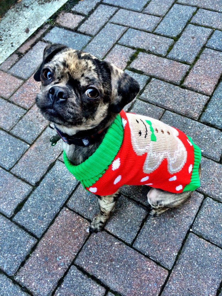 Holiday Dog Sweaters - more at http://bit.ly/dailykaty