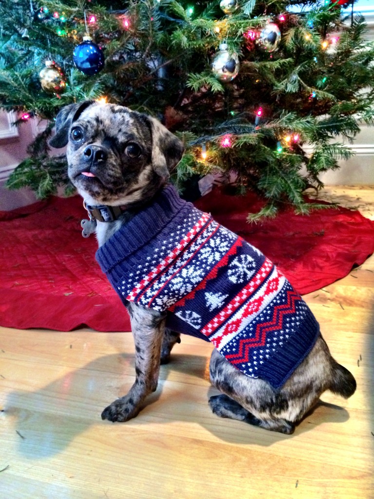 Holiday Dog Sweaters - more at http://bit.ly/dailykaty