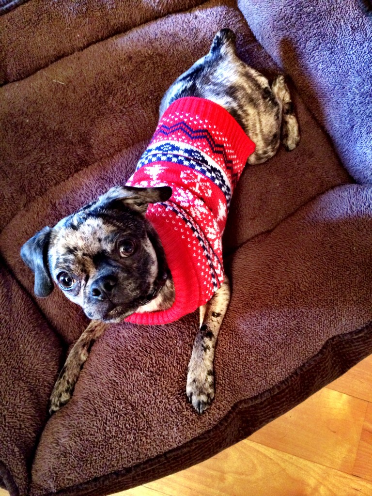 Holiday Dog Sweaters - more at http://bit.ly/dailykaty