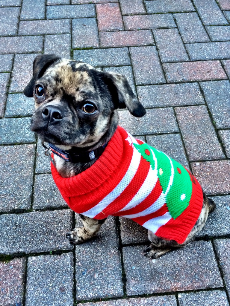 Holiday Dog Sweaters - more at http://bit.ly/dailykaty