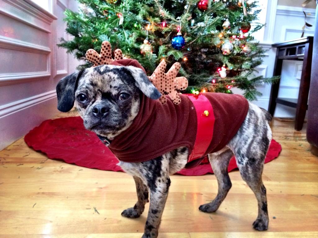 Xmas Dog Reindeer Costume {more on dailykaty.com}