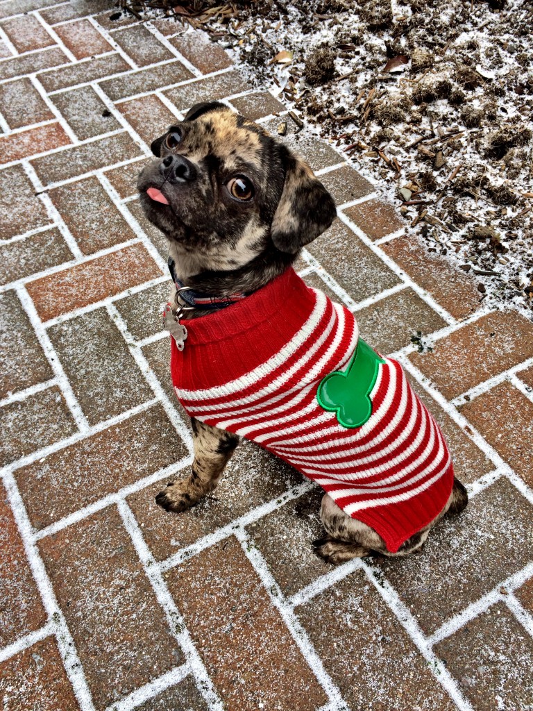 Xmas Dog Sweater {get the look at dailykaty.com}