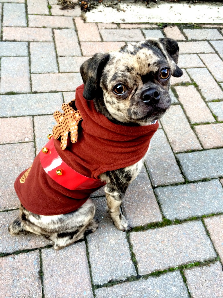 Xmas Dog Reindeer Costume {get the look at dailykaty.com}