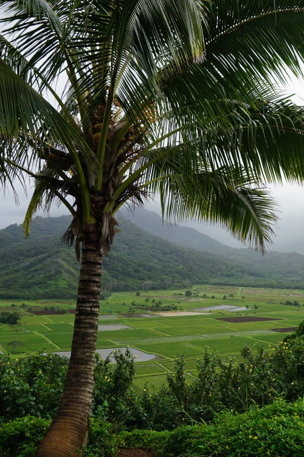 Travel Guide of Princeville, Kauai, Hawaii - Shown here: Taro Overlook