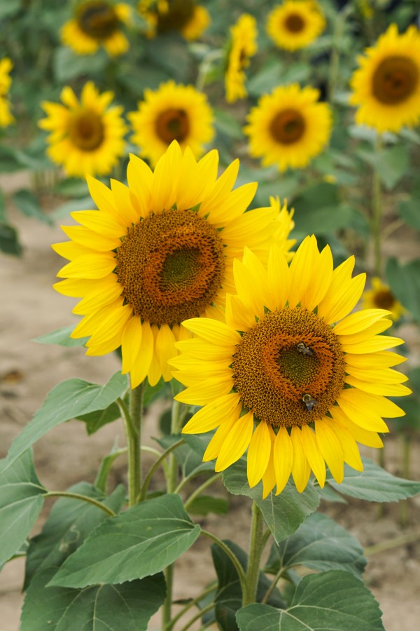 Fall Sunflowers & Loft Dress