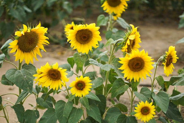 Fall Sunflowers & Loft Dress